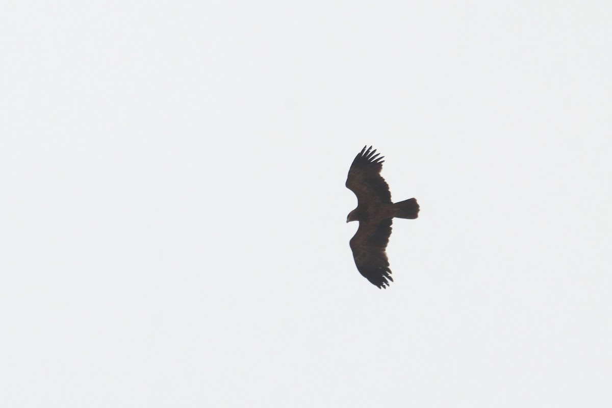 Tawny Eagle - ML641326223