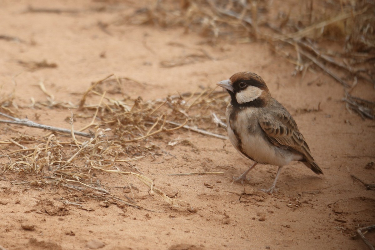 Fischer's Sparrow-Lark - ML641326248