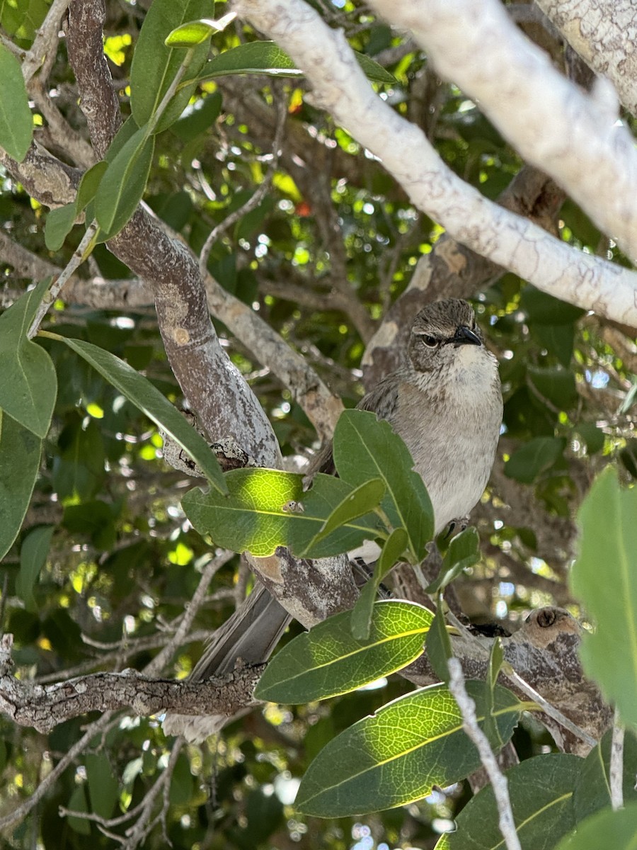 bahamasspottefugl - ML641326255