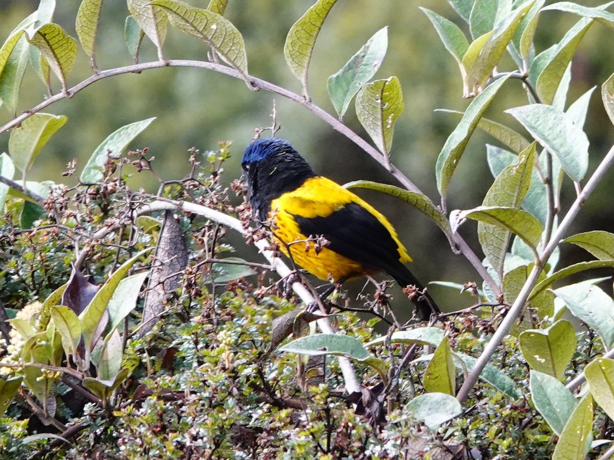 Golden-backed Mountain Tanager - ML641326297