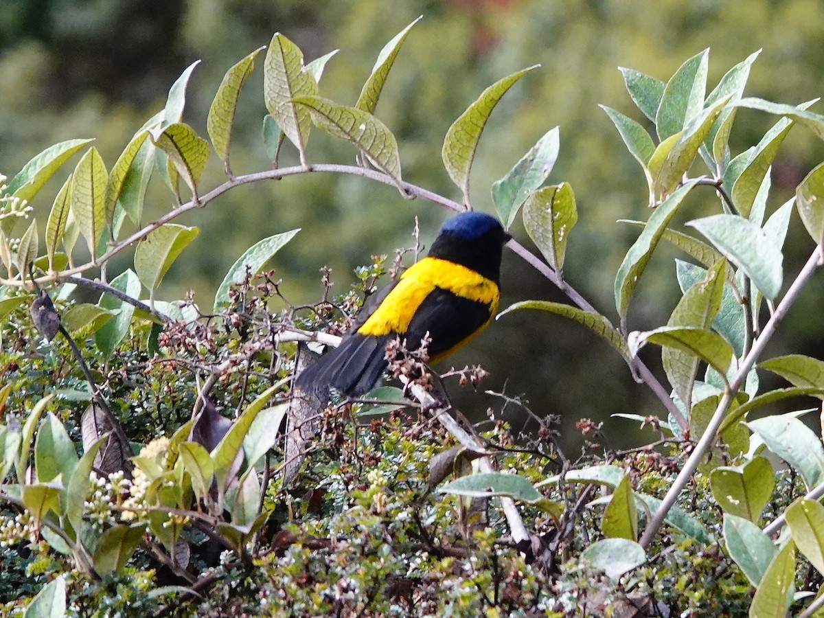 Golden-backed Mountain Tanager - ML641326298