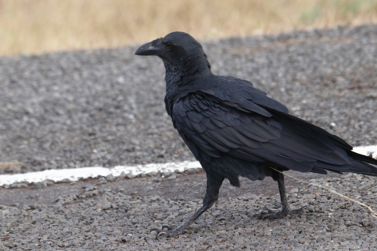 Fan-tailed Raven - ML641326299