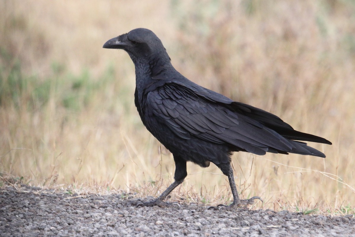 Fan-tailed Raven - ML641326300