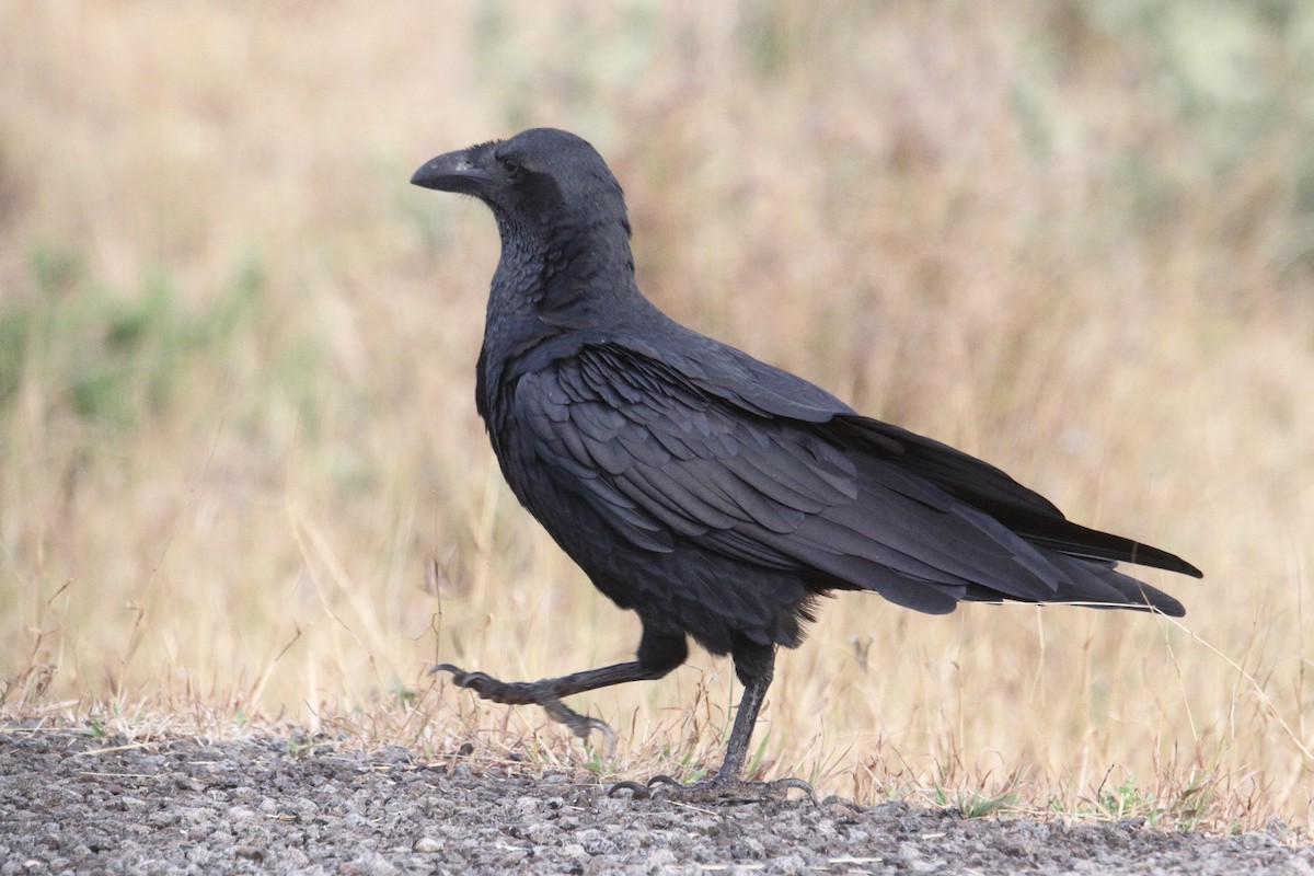 Fan-tailed Raven - ML641326301