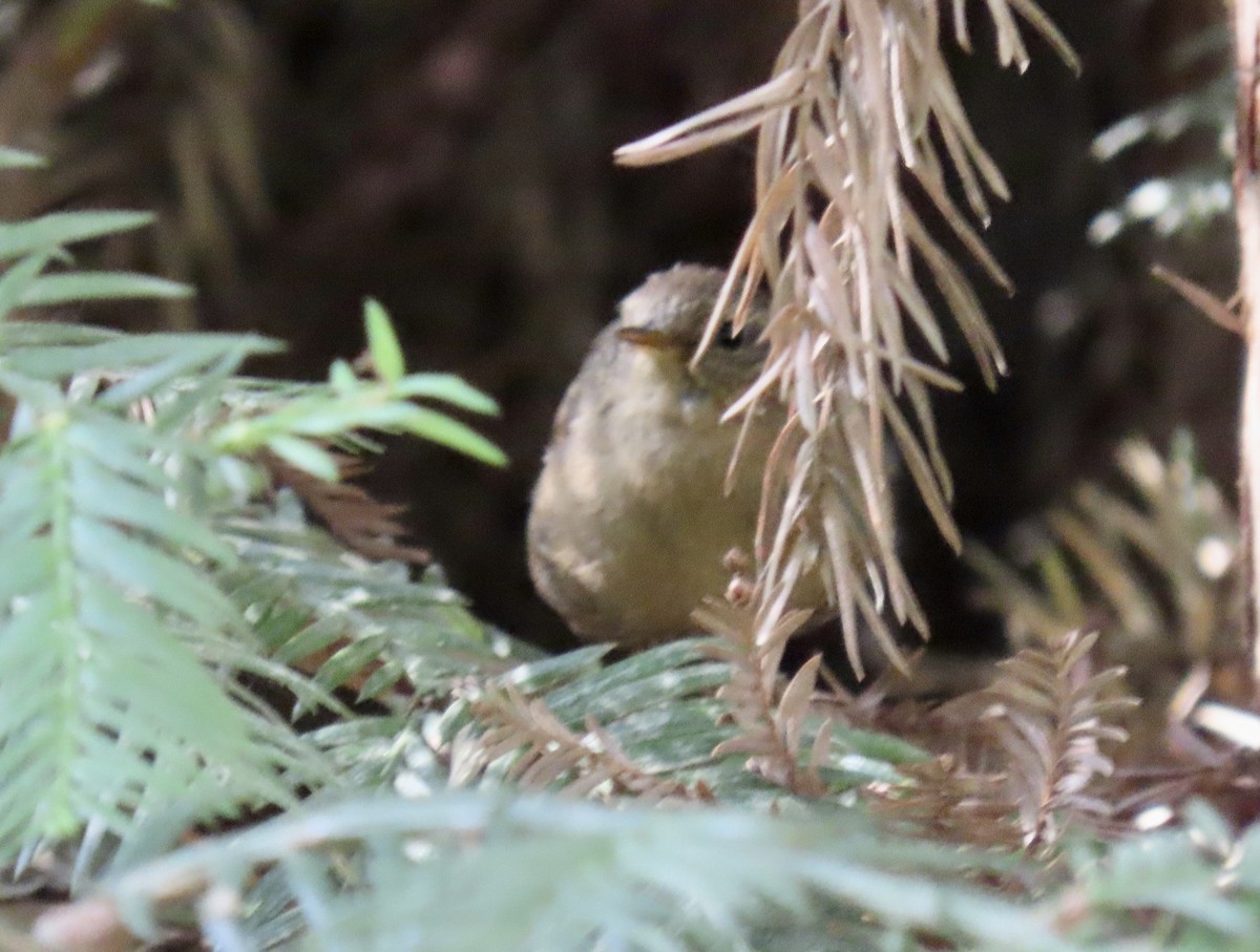 Pacific Wren - ML641326323