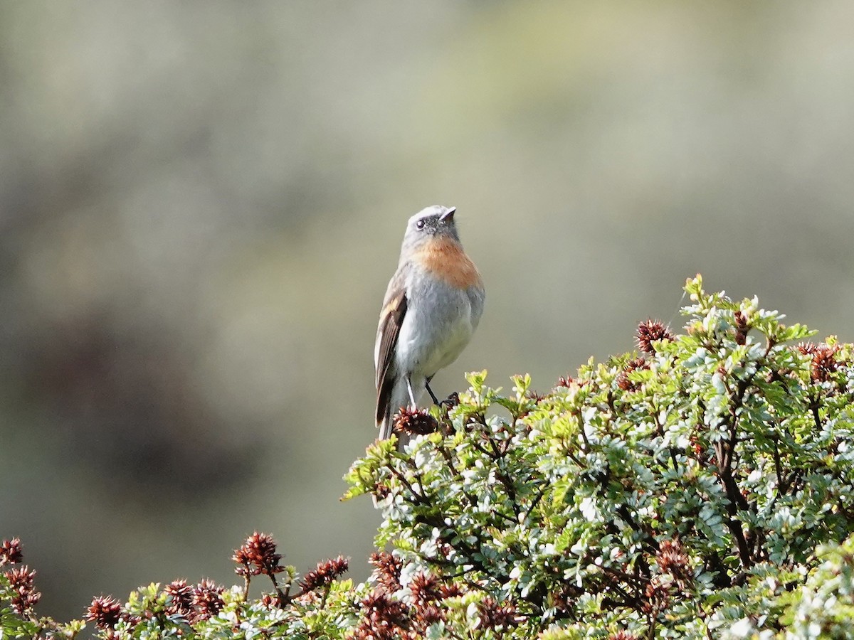 Rufous-breasted Chat-Tyrant - ML641326325