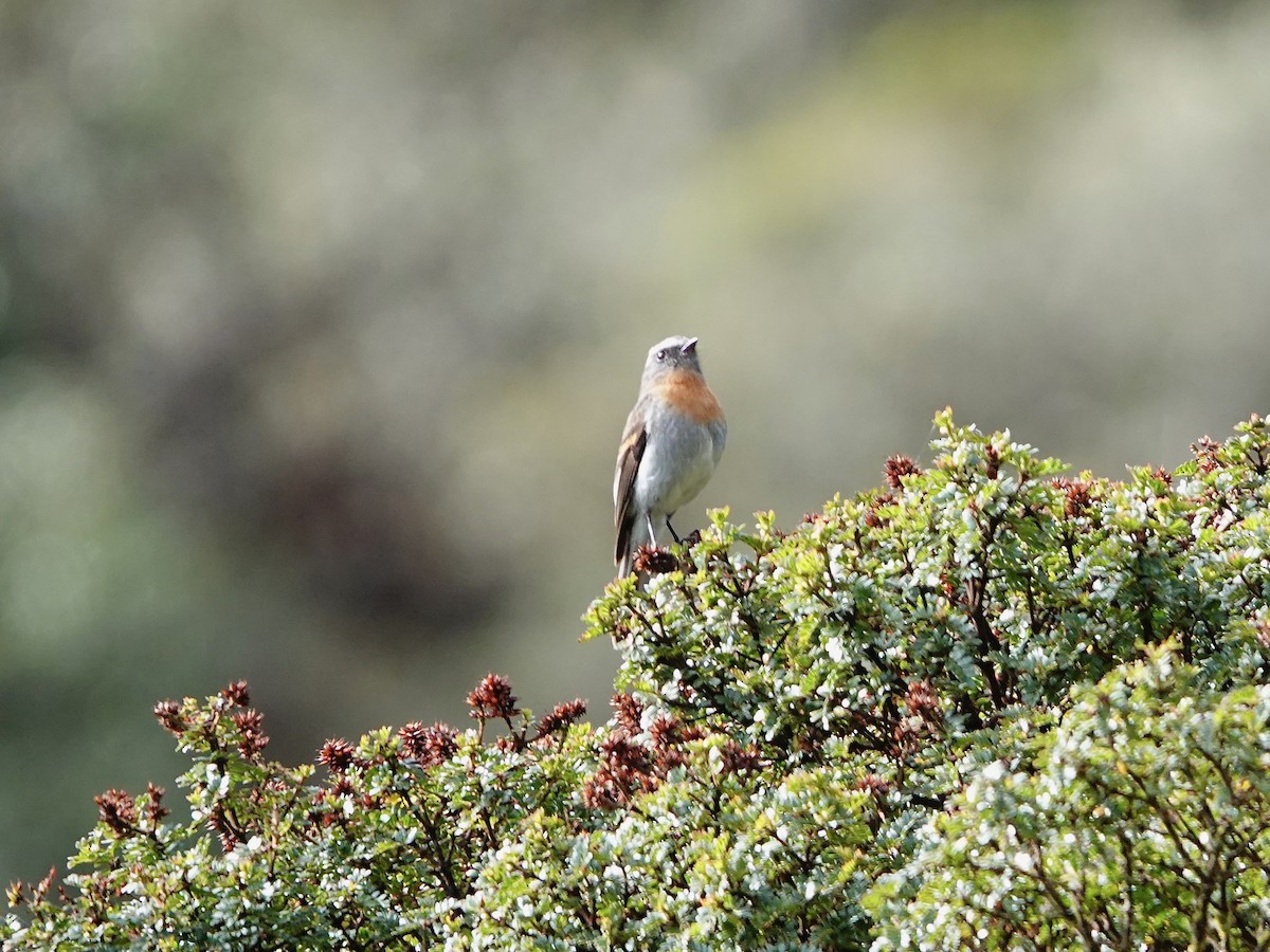 Rufous-breasted Chat-Tyrant - ML641326326