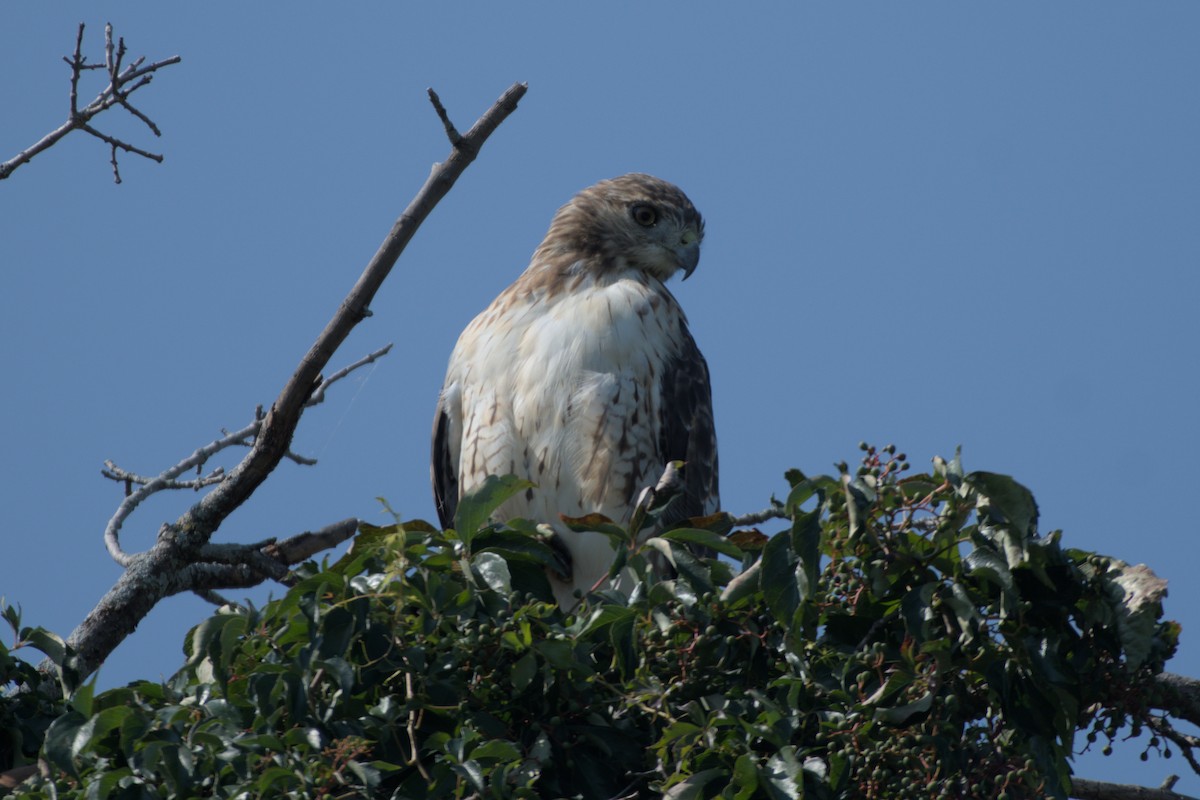 アカオノスリ - ML641326343