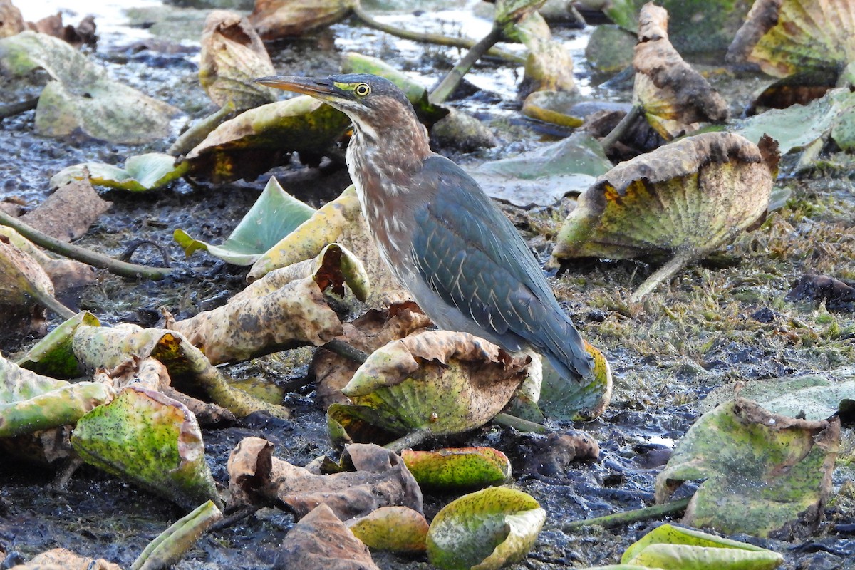 Green Heron - ML641326349
