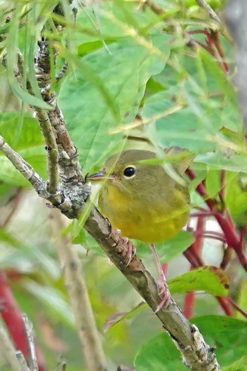 Mourning Warbler - ML641326355