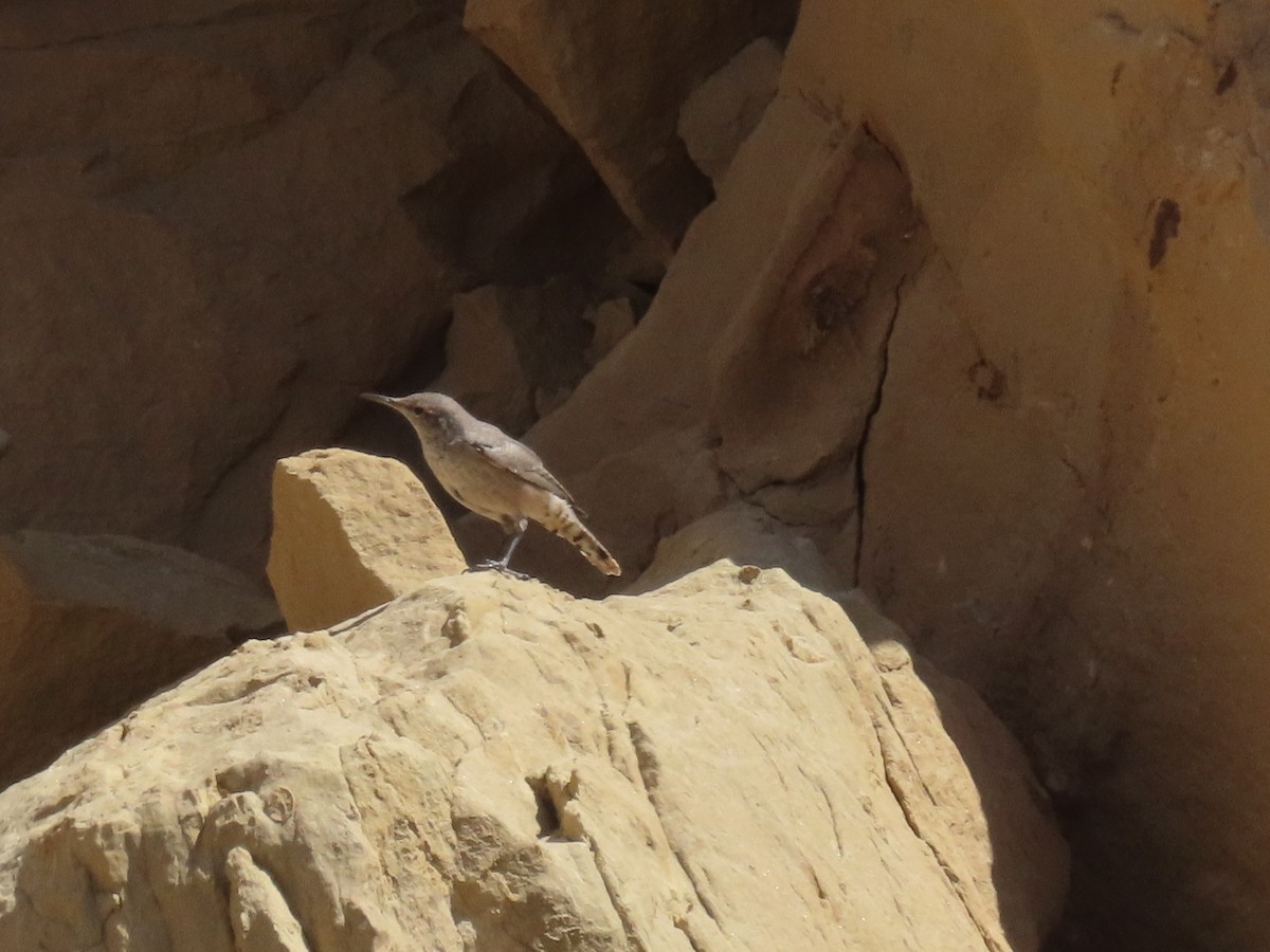 Rock Wren - ML641326413