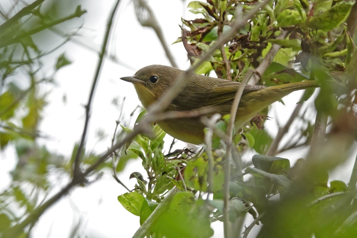 Common Yellowthroat - ML641326427