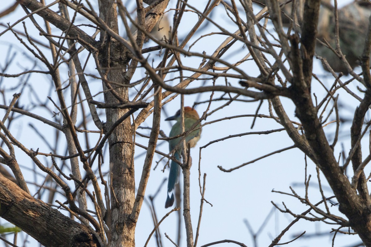 Russet-crowned Motmot - ML641326454