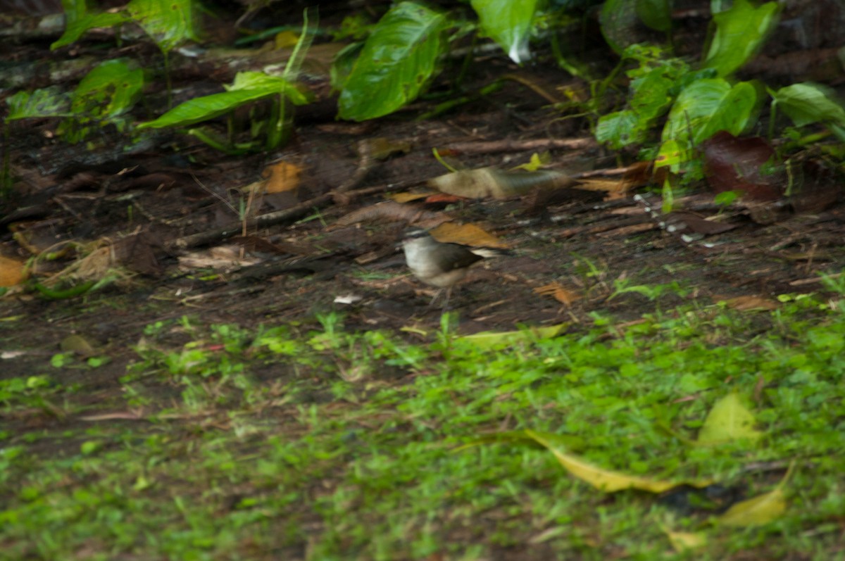 Buff-rumped Warbler - ML641326460