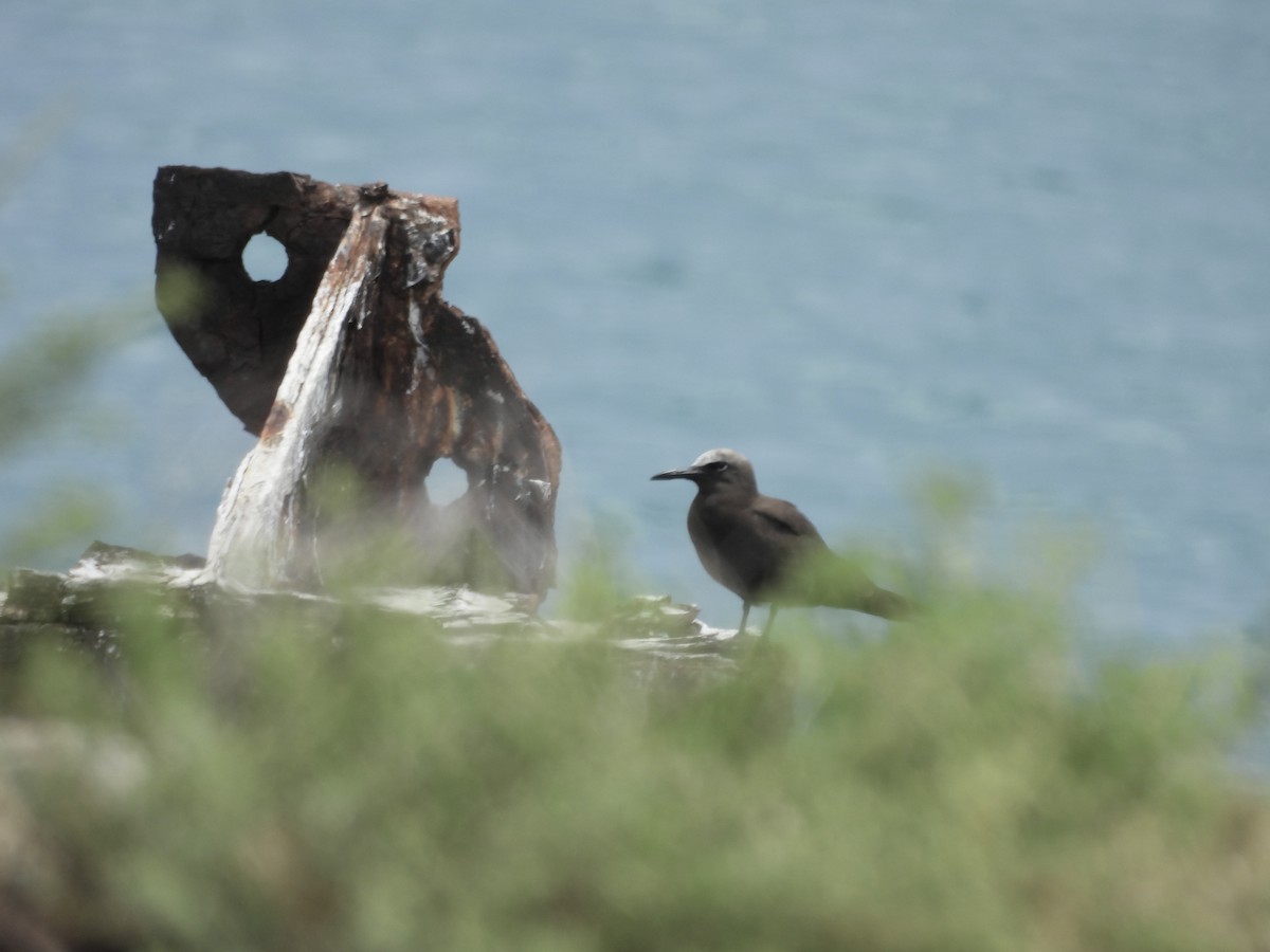 Brown Noddy - ML641326481