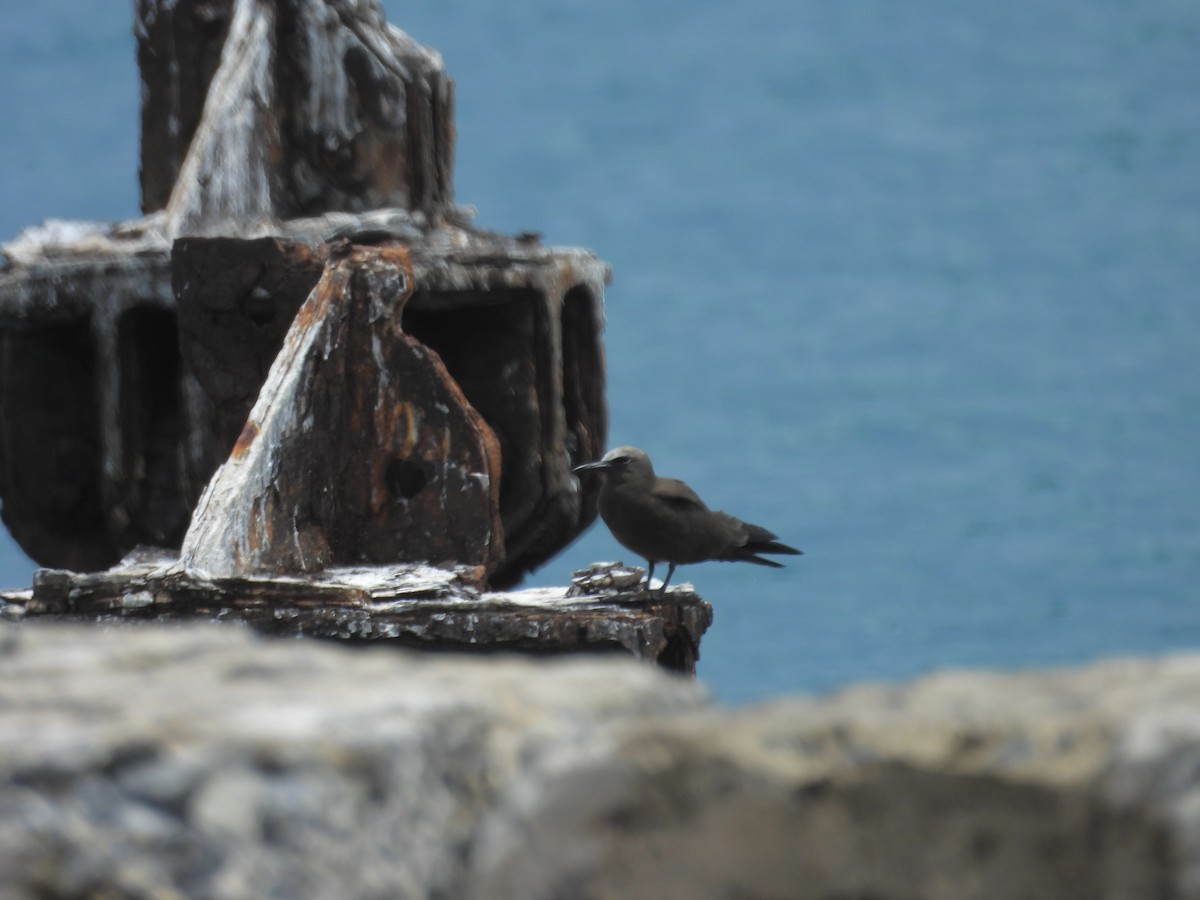 Brown Noddy - ML641326482