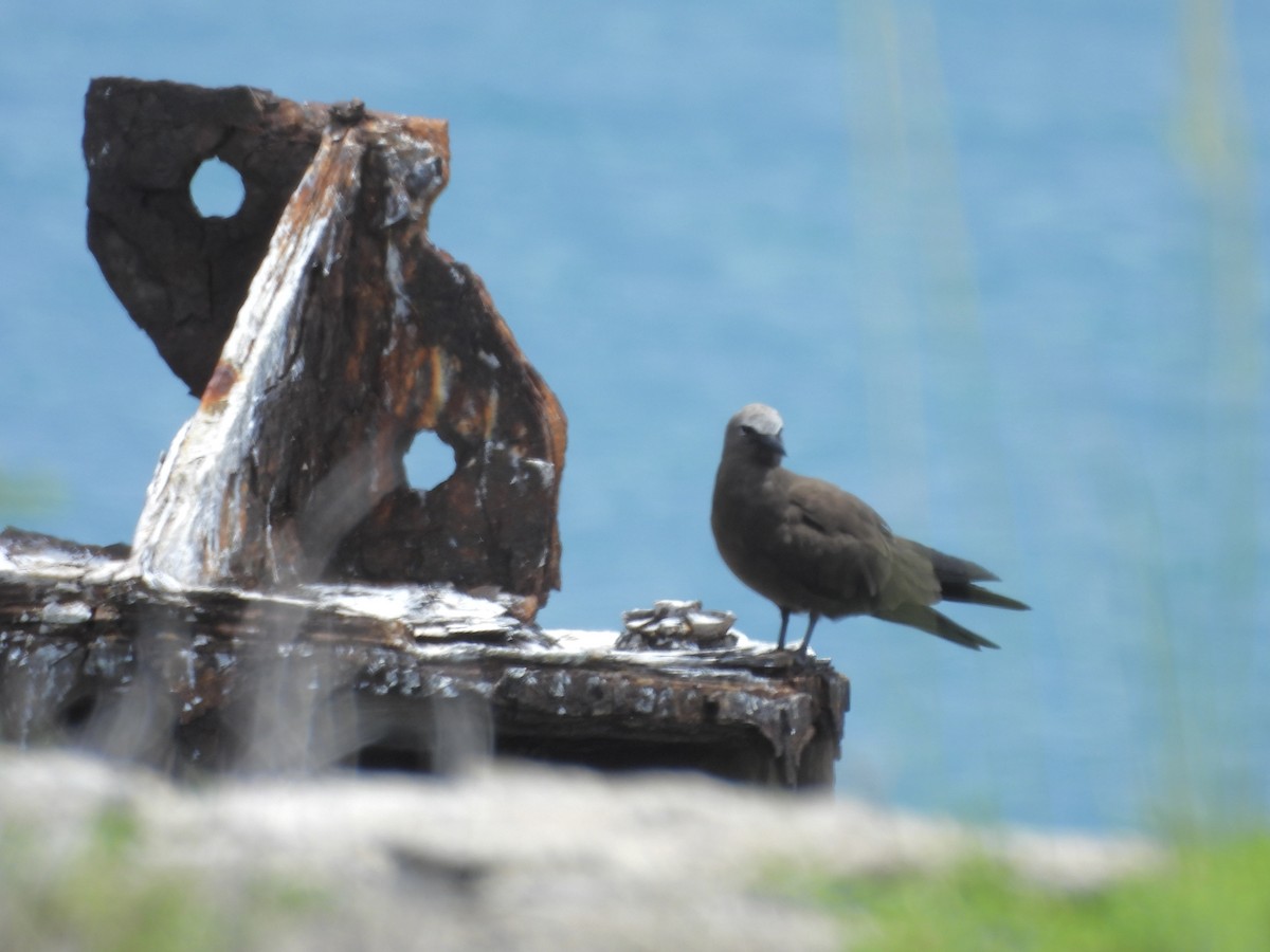 Brown Noddy - ML641326483