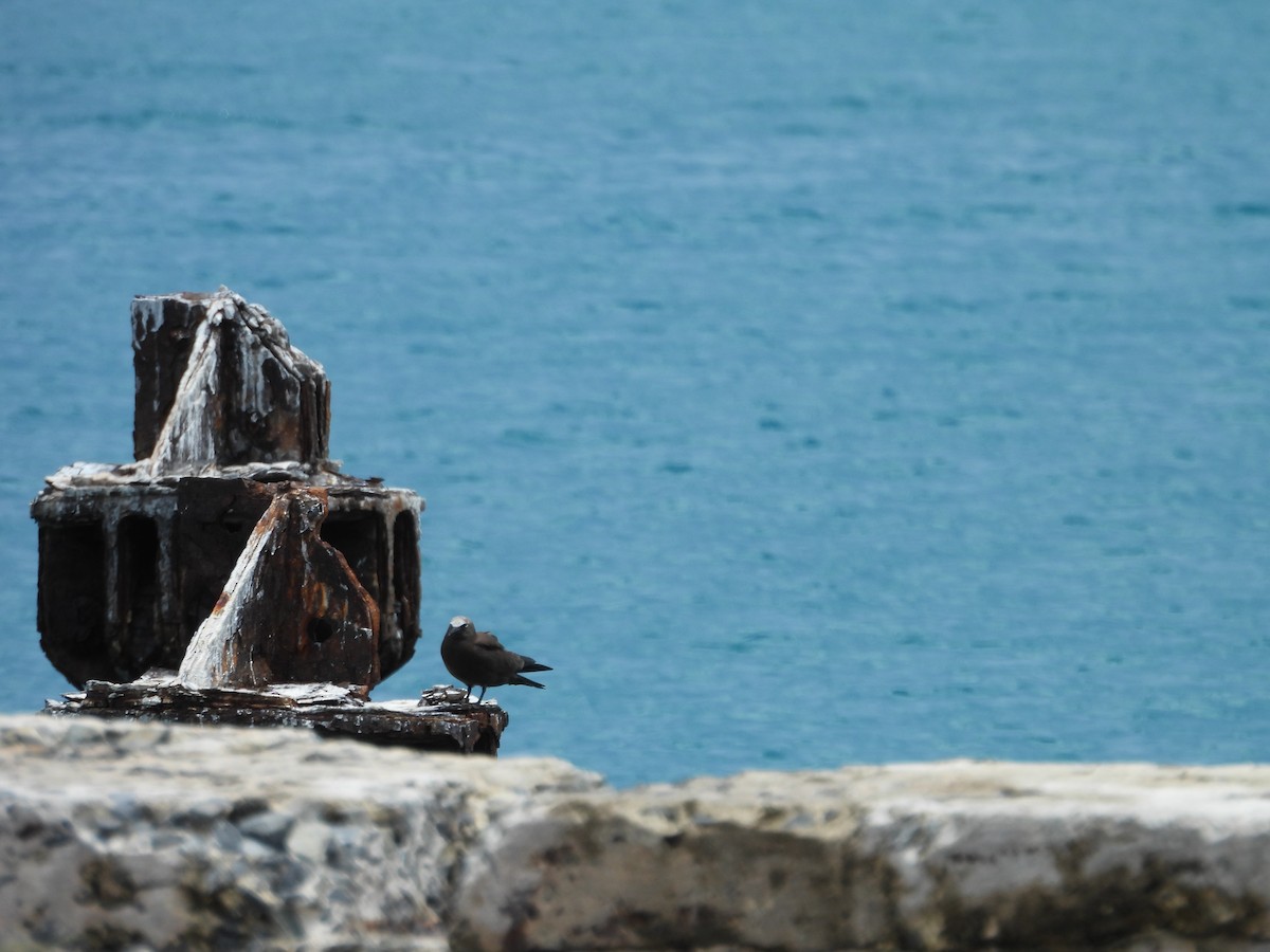 Brown Noddy - ML641326484