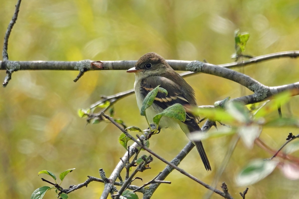 Willow Flycatcher - ML641326510