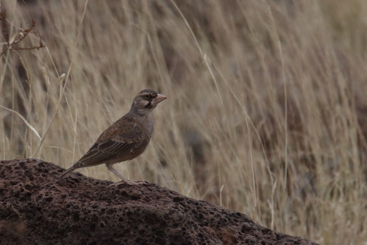Masked Lark - ML641326511