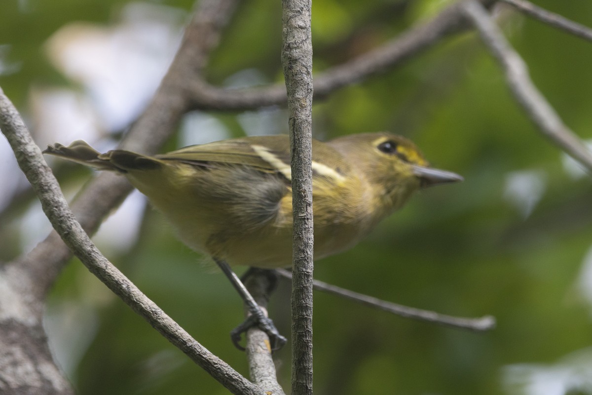 Thick-billed Vireo - ML641326531