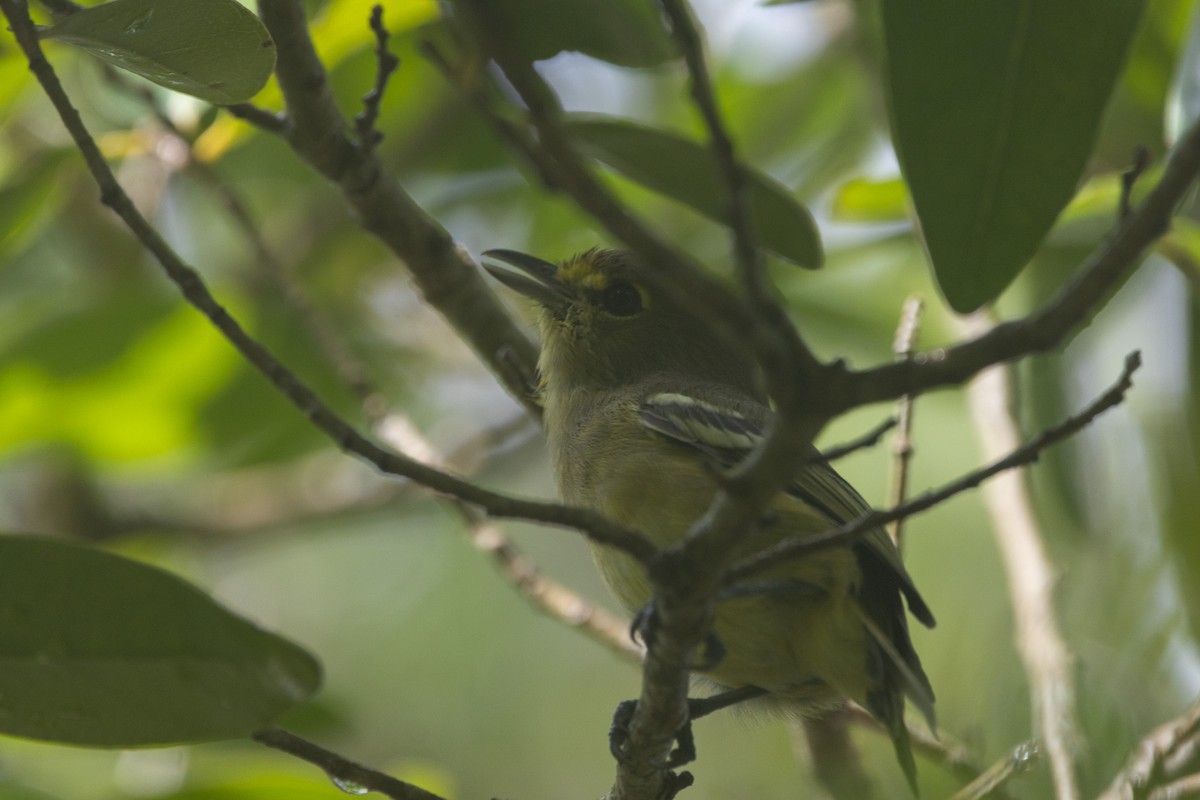 Thick-billed Vireo - ML641326534