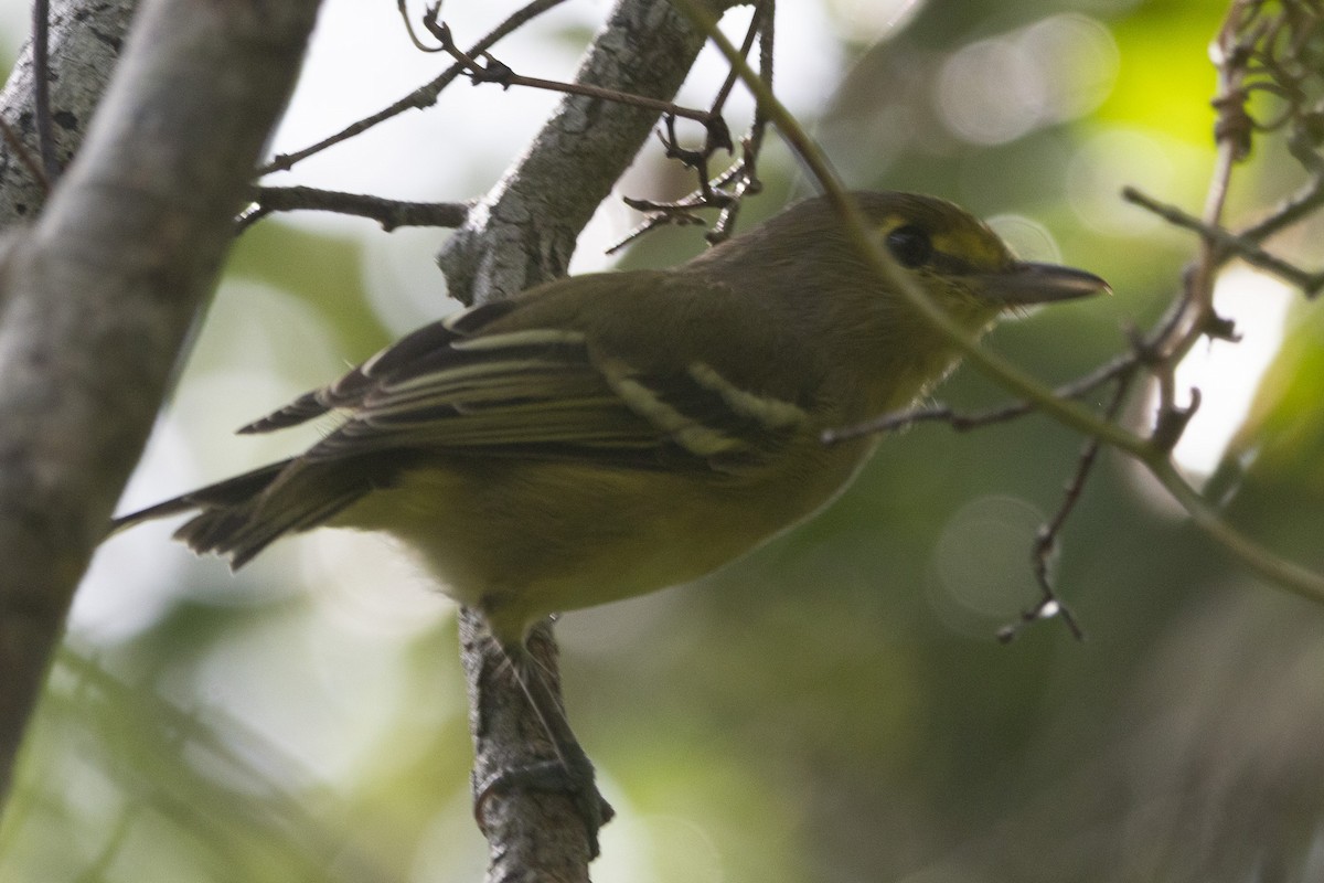Thick-billed Vireo - ML641326538