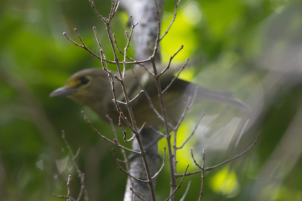 Thick-billed Vireo - ML641326539
