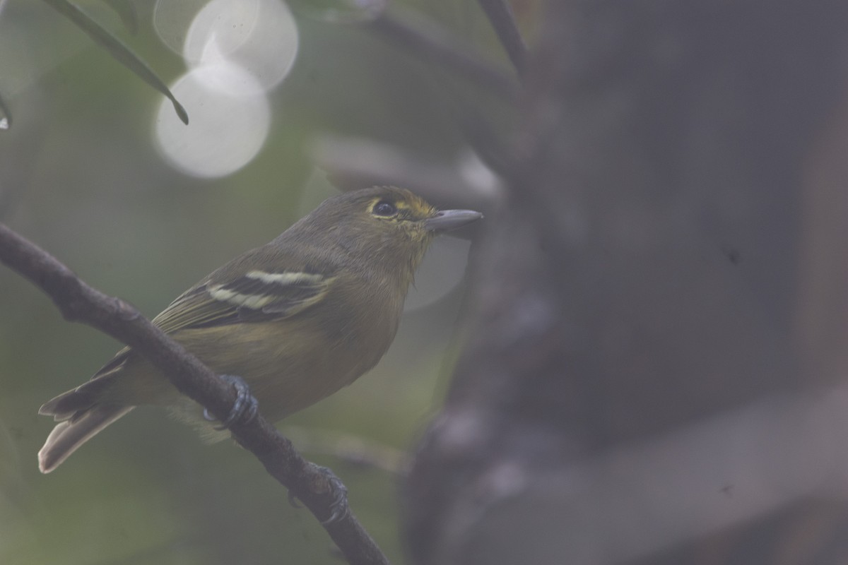 Thick-billed Vireo - ML641326542
