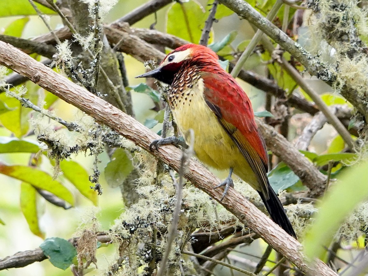 Crimson-mantled Woodpecker - ML641326543