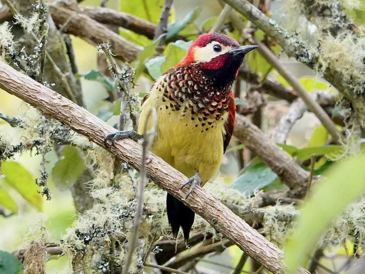 Crimson-mantled Woodpecker - ML641326545