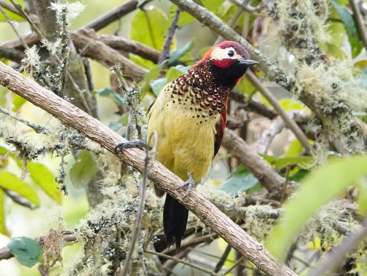 Crimson-mantled Woodpecker - ML641326547