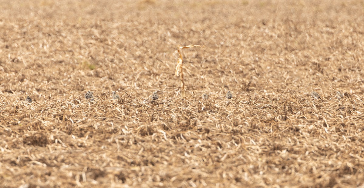 American Golden-Plover - ML641326571