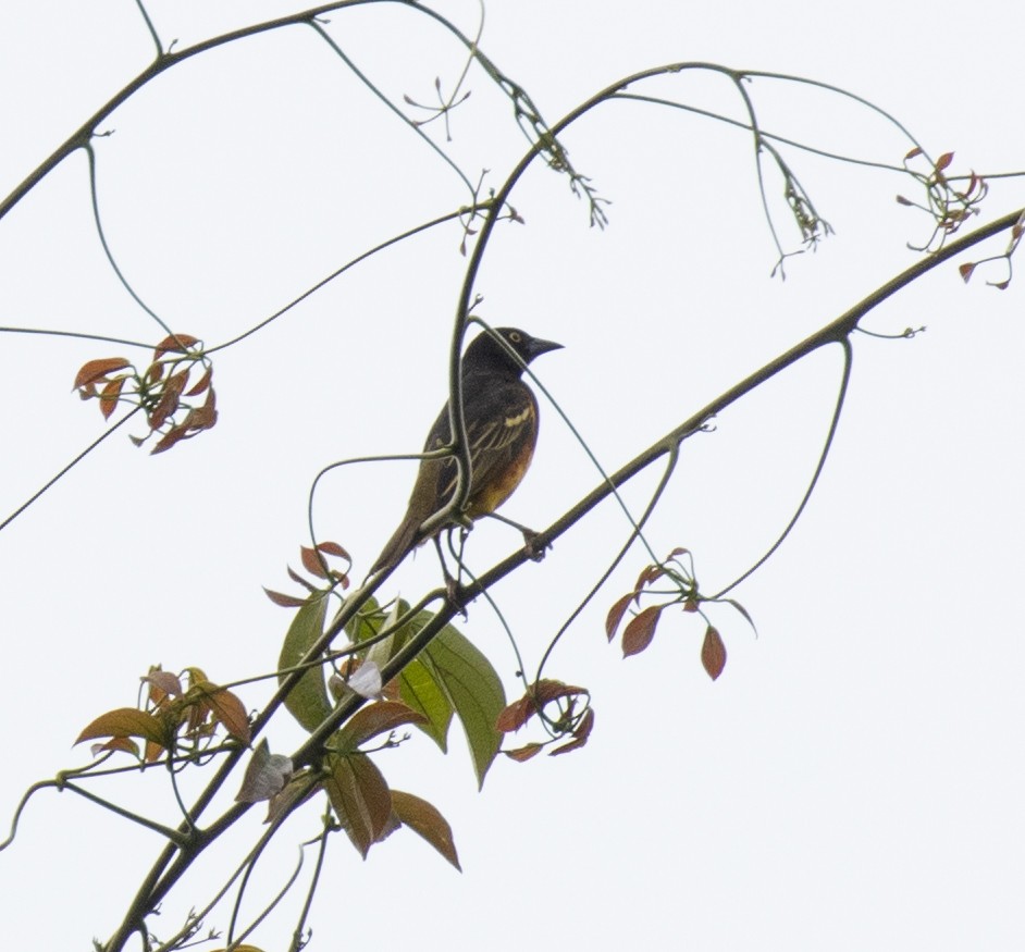 Weyns's Weaver - ML641326575