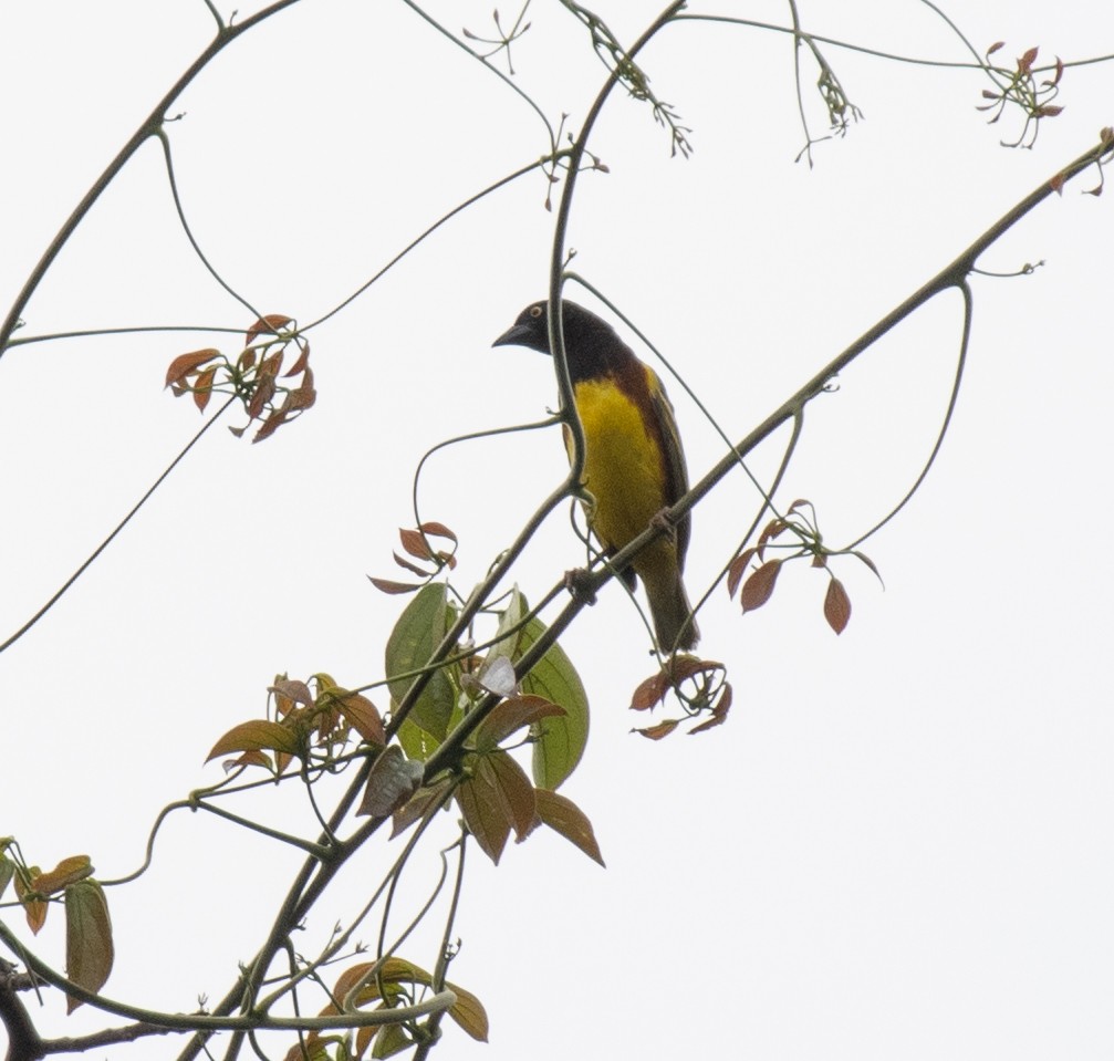 Weyns's Weaver - ML641326578