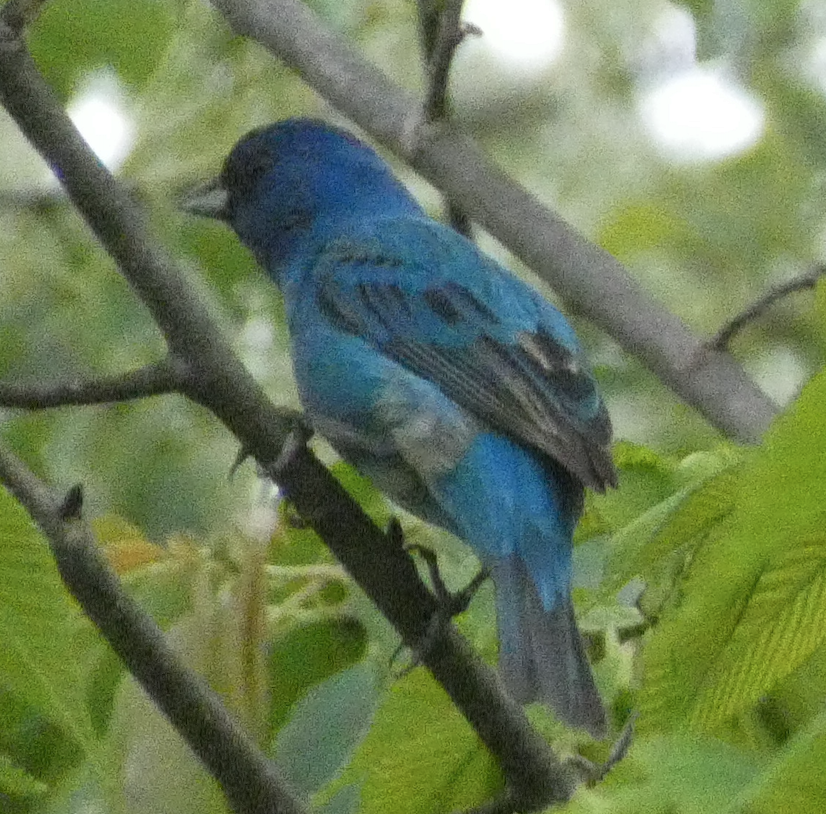 Indigo Bunting - ML641326592