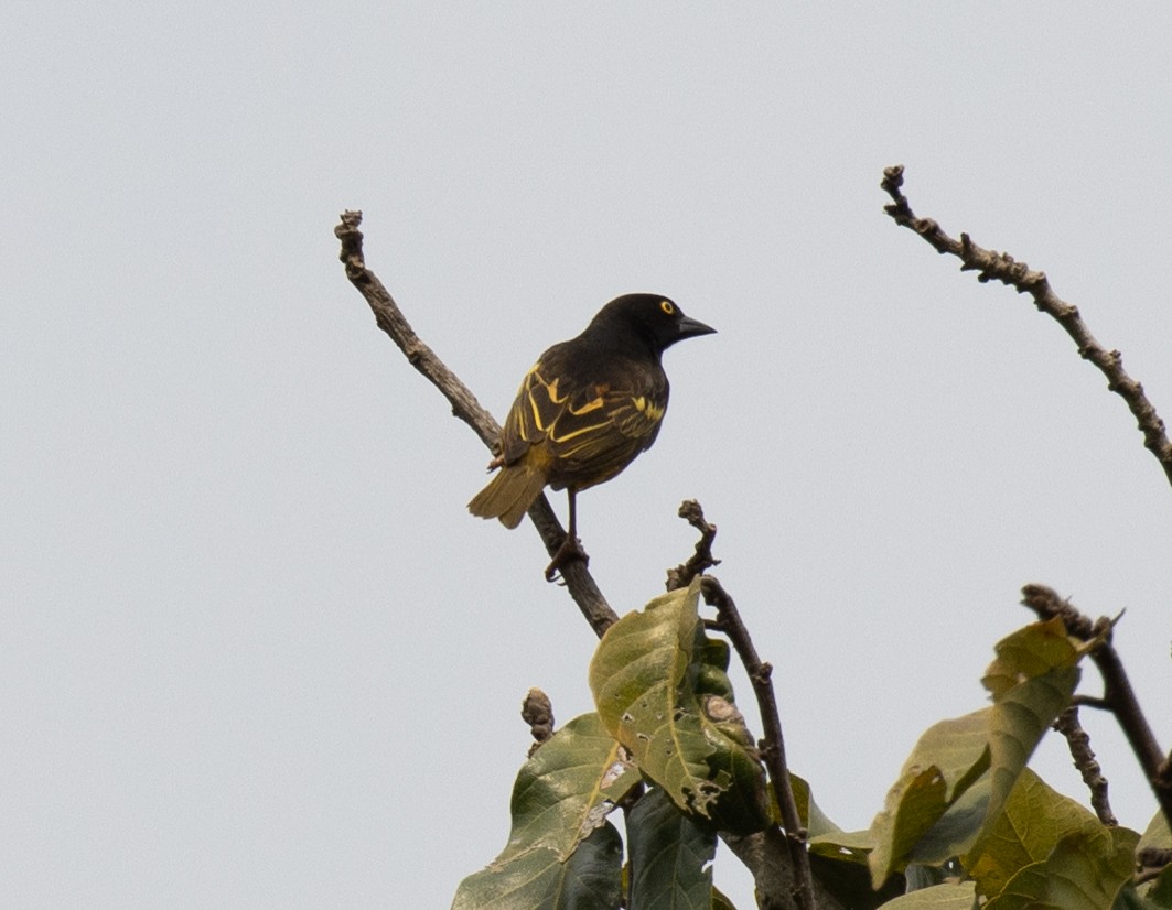 Weyns's Weaver - ML641326596