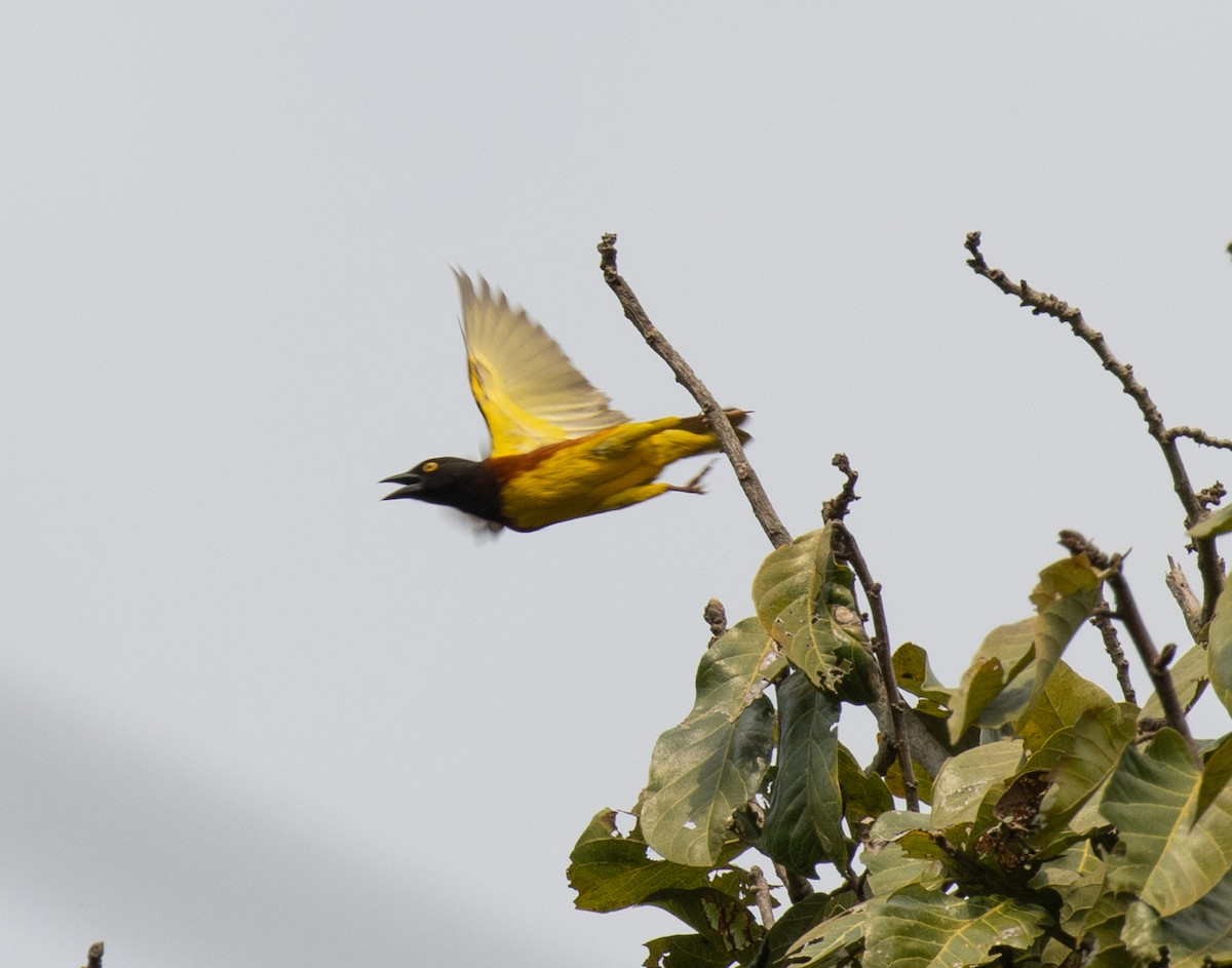 Weyns's Weaver - ML641326597
