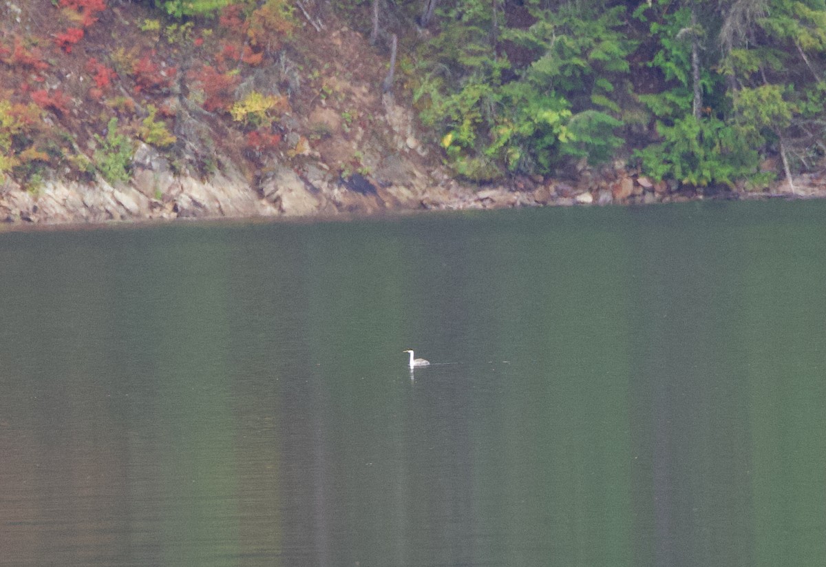 Western Grebe - ML641326605