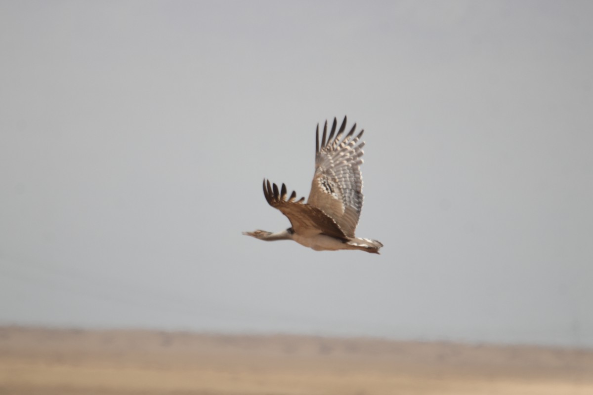Kori Bustard - ML641326615