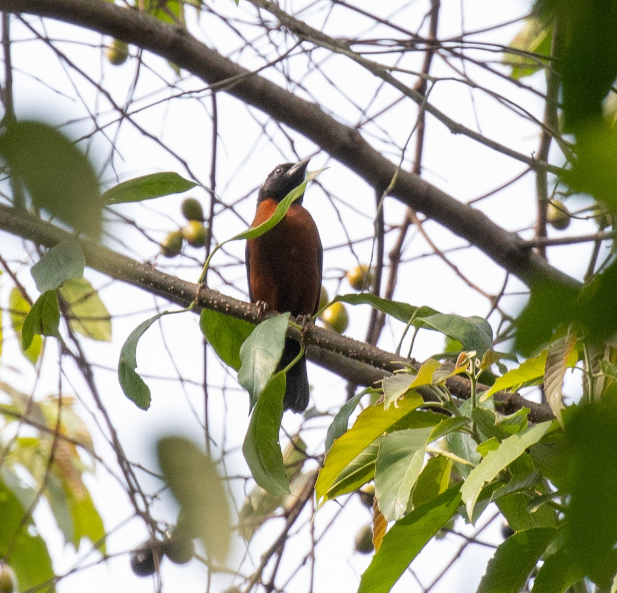 Yellow-mantled Weaver - ML641326619