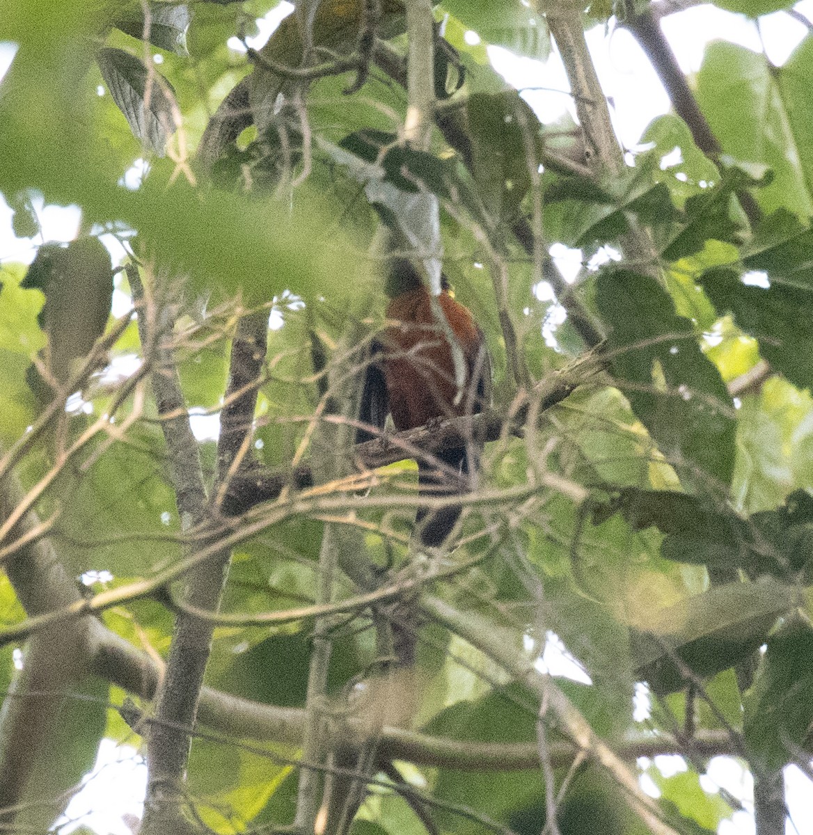 Yellow-mantled Weaver - ML641326620