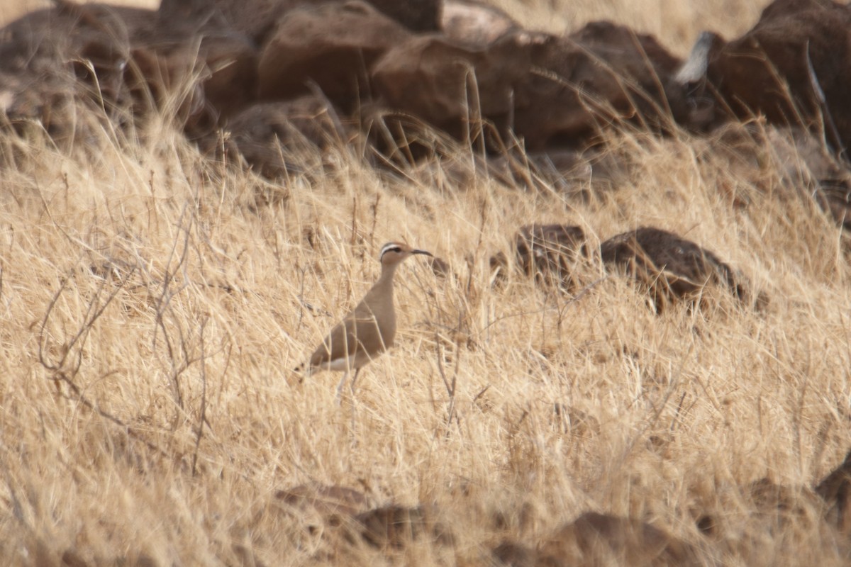 Somali Courser - ML641326621