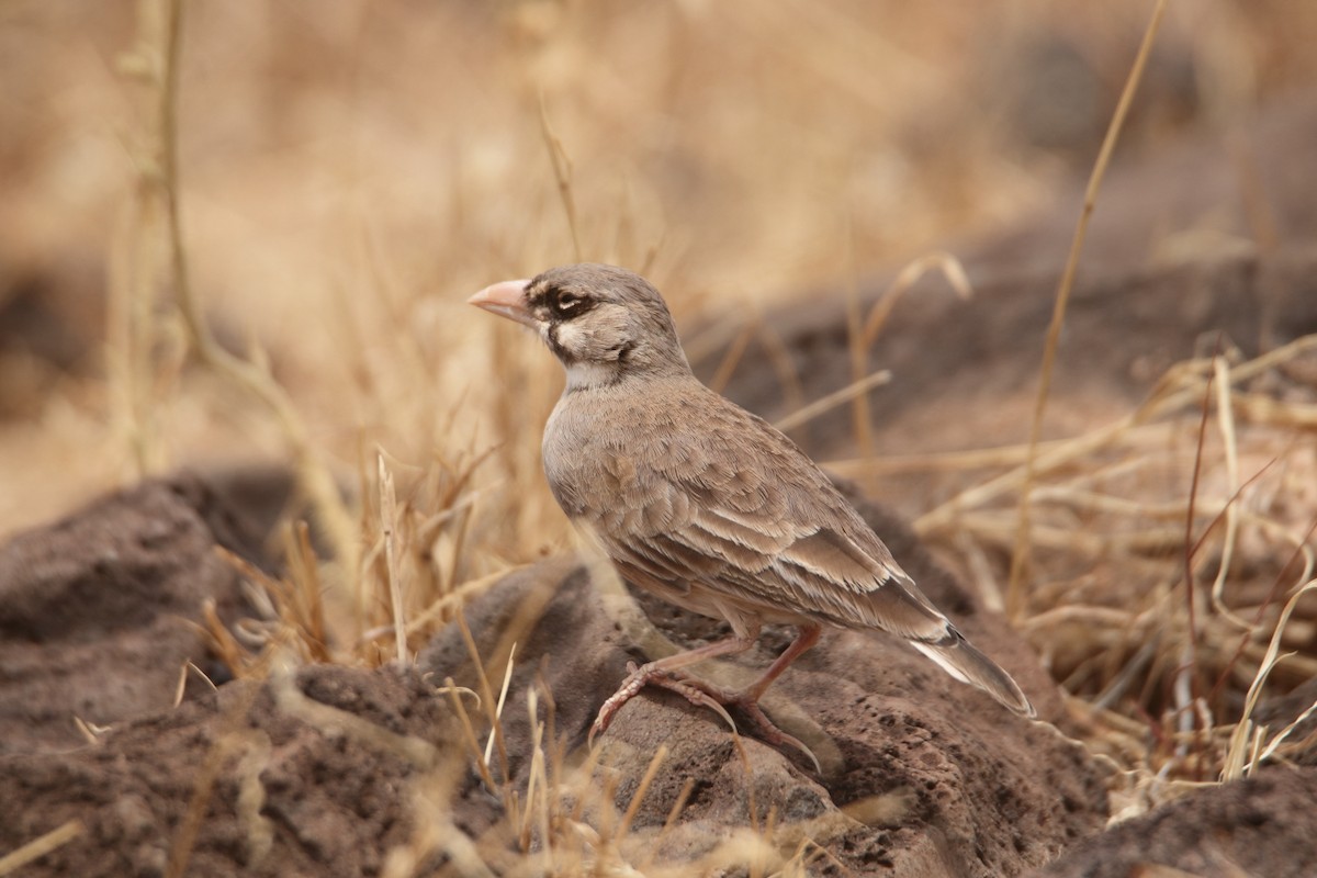 Masked Lark - ML641326630