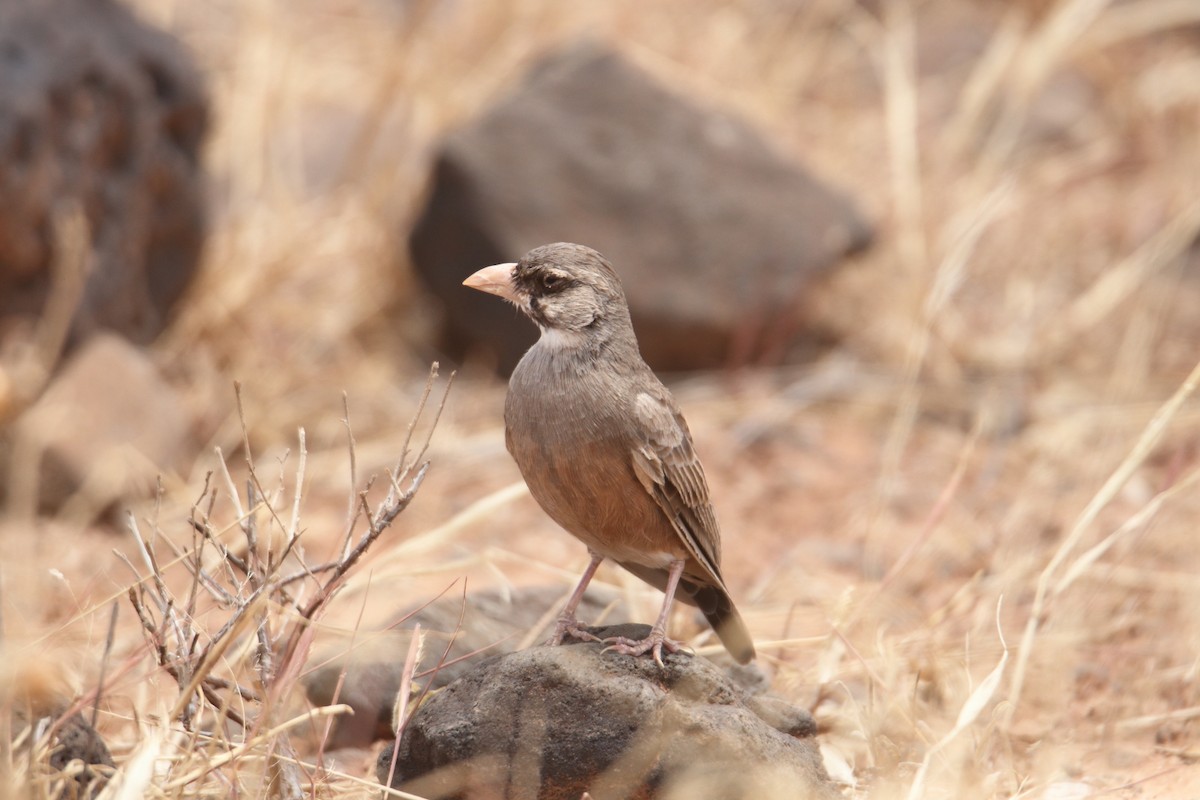 Masked Lark - ML641326631