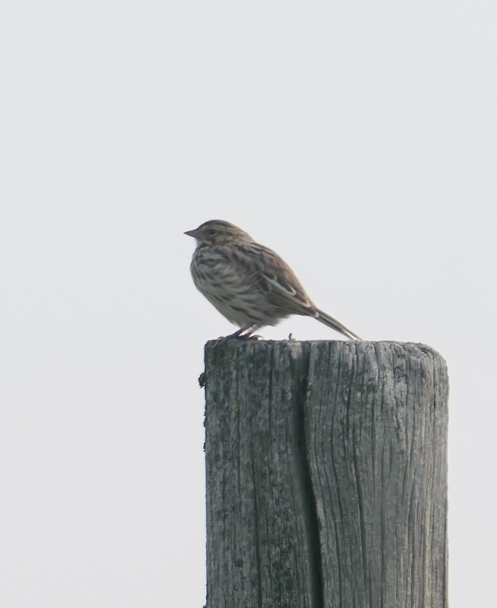 Savannah Sparrow - ML641326632