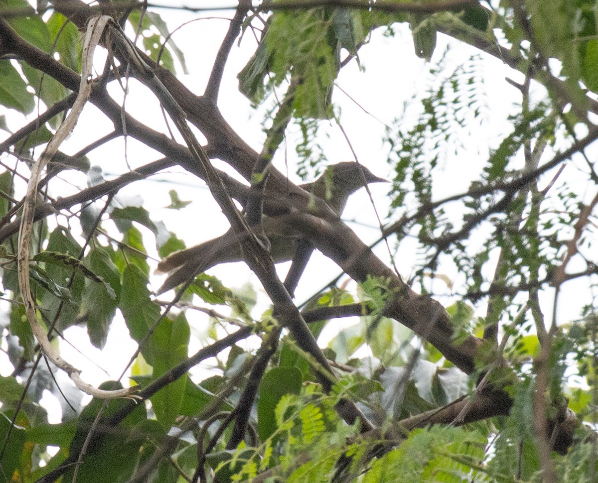 Slender-billed Greenbul - ML641326672