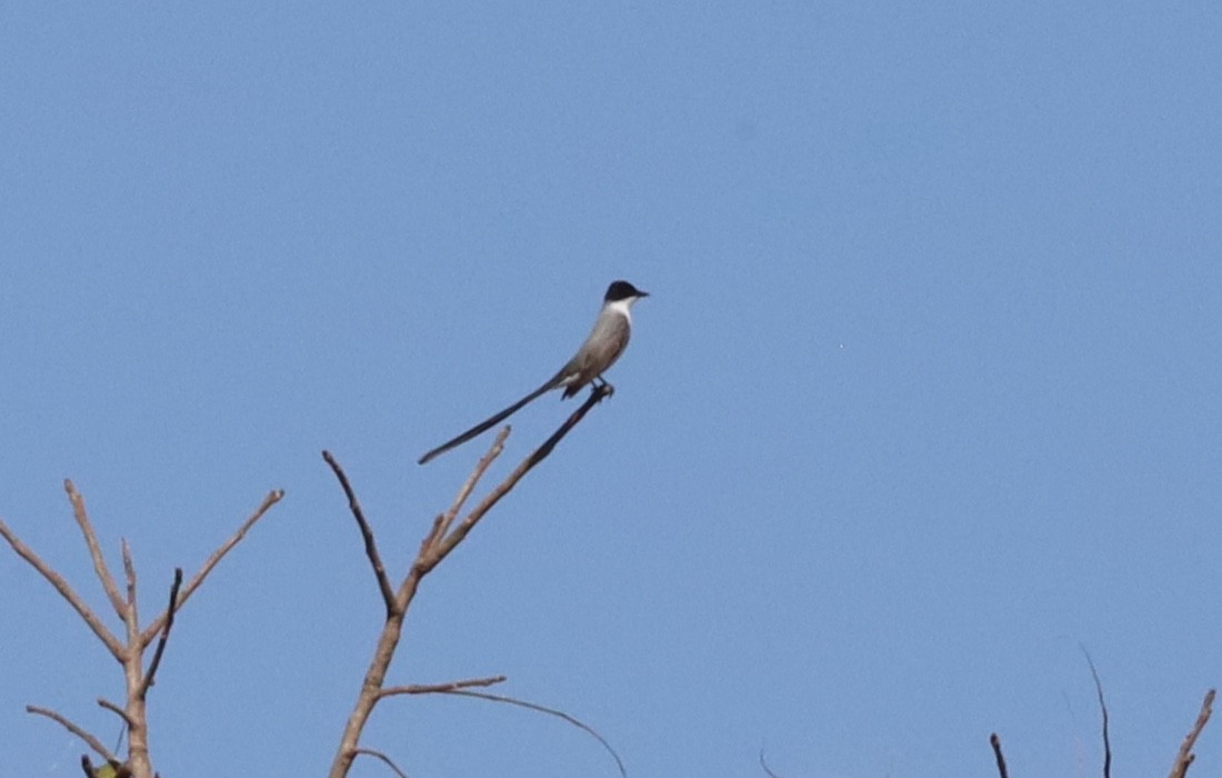 Fork-tailed Flycatcher - ML641326674