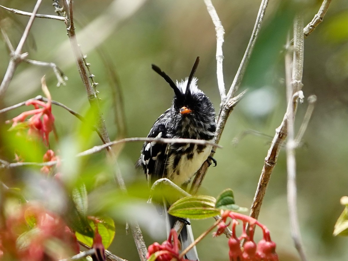 Black-crested Tit-Tyrant - ML641326676