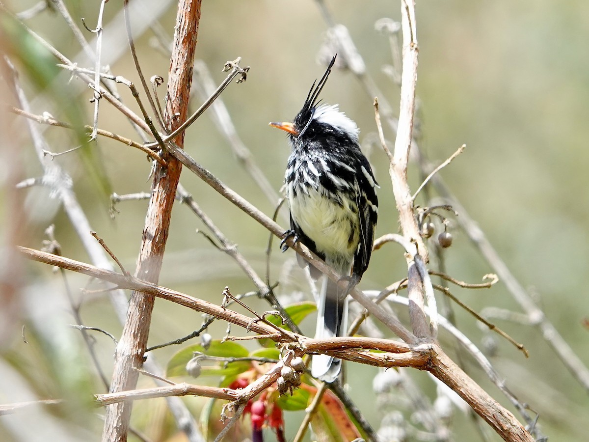 Black-crested Tit-Tyrant - ML641326678